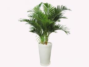 Danh Sách 20 Cây Phong Thủy Đẹp Trong Nhà và Hữu Ích Cho Sức Khỏe, May Mắn, Tài Lộc